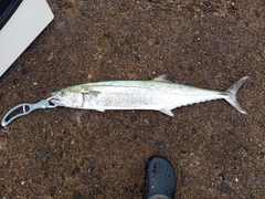 サワラの釣果
