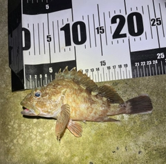 カサゴの釣果