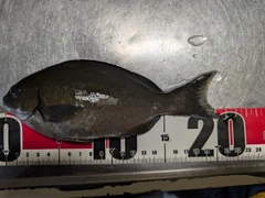 オナガグレの釣果