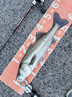 フッコ（マルスズキ）の釣果