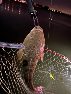 マゴチの釣果