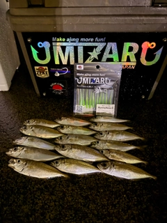 マアジの釣果