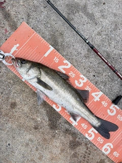 フッコ（マルスズキ）の釣果