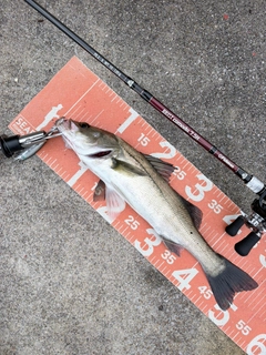 フッコ（マルスズキ）の釣果