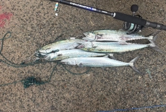 サゴシの釣果