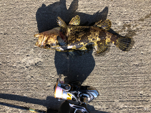 タケノコメバルの釣果