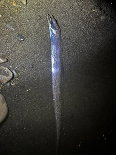 タチウオの釣果