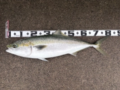 ブリの釣果