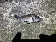 クロソイの釣果