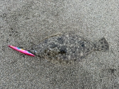 ソゲの釣果