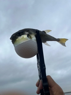 フグの釣果