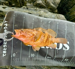 キジハタの釣果