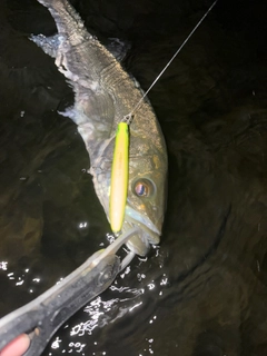 セイゴ（マルスズキ）の釣果