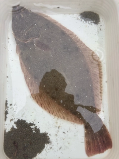 ヒラメの釣果