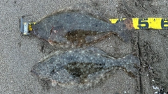 ヒラメの釣果