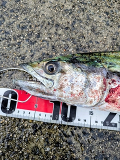 サワラの釣果