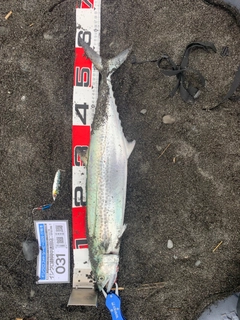 サゴシの釣果