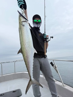 サワラの釣果