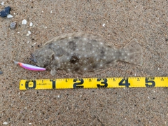 ヒラメの釣果