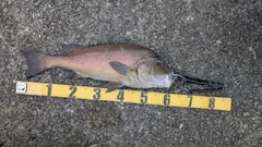 コロダイの釣果
