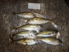 アジの釣果