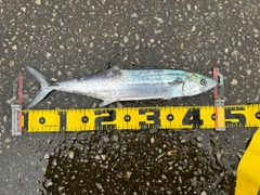サゴシの釣果