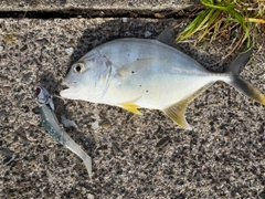 メッキの釣果