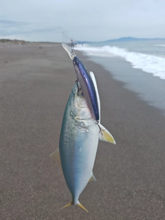 ワカシの釣果