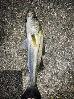 スズキの釣果