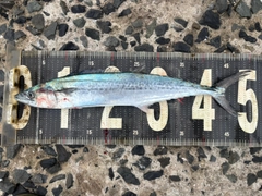 サゴシの釣果