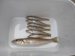 キスの釣果
