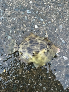 カワハギの釣果