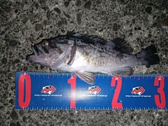 クロソイの釣果