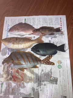 マダイの釣果
