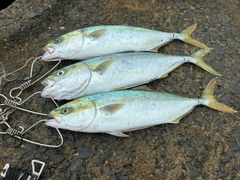 イナダの釣果