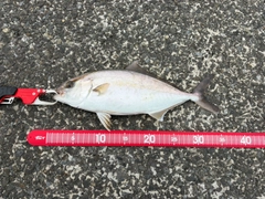 ショゴの釣果