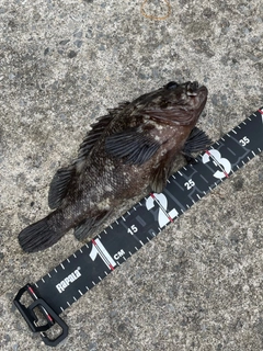 オウゴンムラソイの釣果
