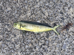 シイラの釣果