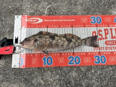 アイナメの釣果