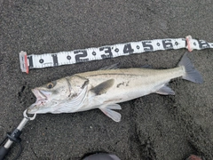マルスズキの釣果