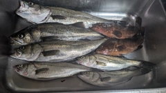 シーバスの釣果