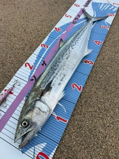 サゴシの釣果