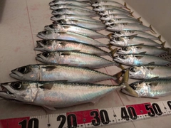 サバの釣果