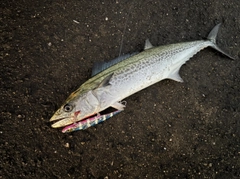 サゴシの釣果