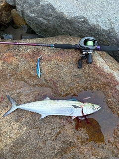 サゴシの釣果
