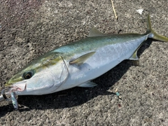 サゴシの釣果