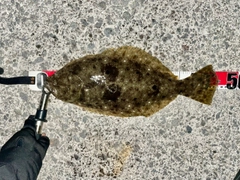 ヒラメの釣果