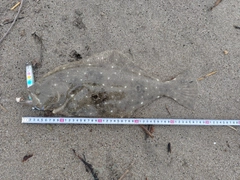 ヒラメの釣果