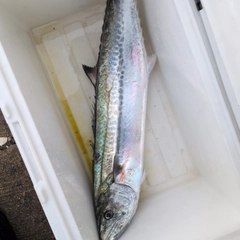 サゴシの釣果