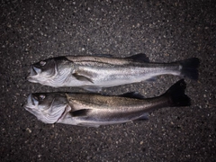 シーバスの釣果